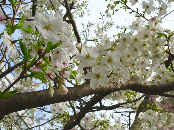 山本文房堂　２０２４年　４月　５月　定休日　店休日　桜の季節