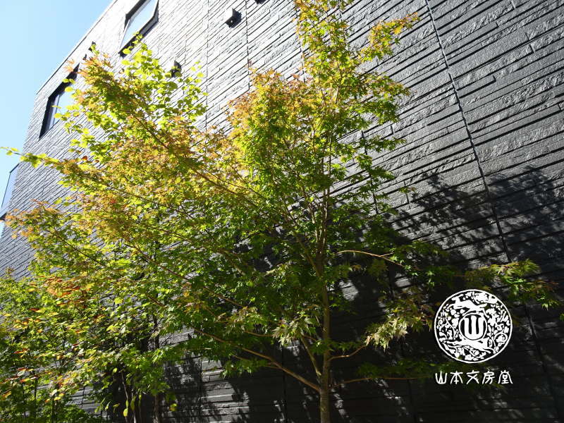 山本文房堂 警固本店 2026年11月 定休日 店休日 福岡 画材専門店 額縁専門店 福岡市中央区警固3-12-1 092-751-4342